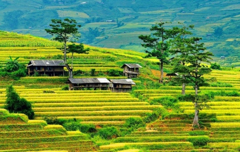 Hướng dẫn di chuyển đến Mù Cang Chải cùng cẩm nang Vie Tour