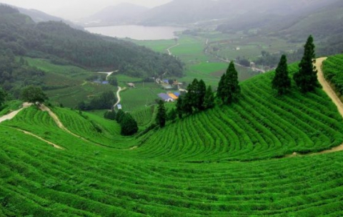 Kinh nghiệm tham quan đồi chè Tâm Châu Bảo Lộc